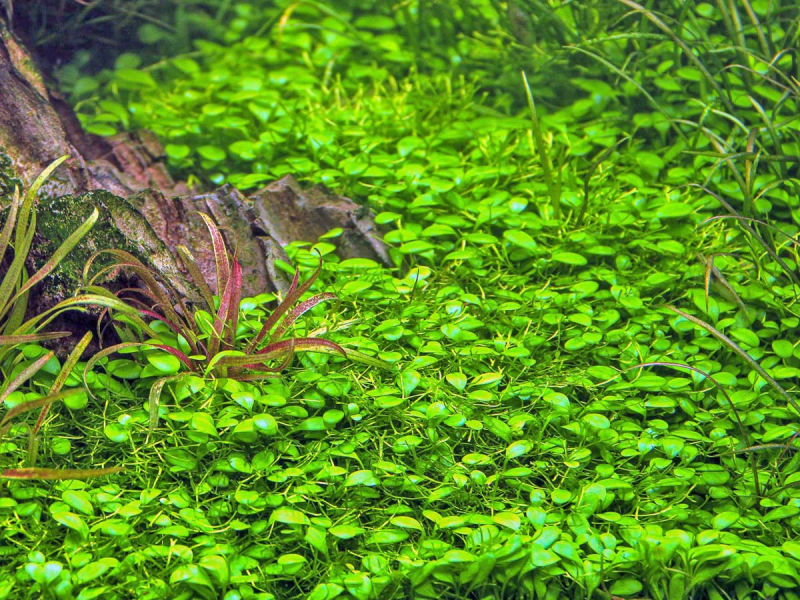 Australisches Zungenblatt - Glossostigma elatinoides in vitro